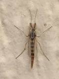 Are midge flies mosquitoes?