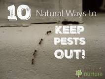 How do I keep bugs out of my house naturally?