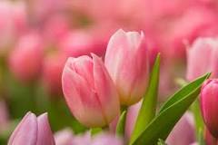 Can I plant tulips in February?