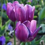 Can I plant tulips in March?