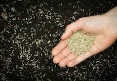 Can I spread grass seed with my hands?