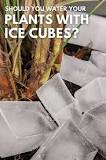 Can I water my plants with ice cubes?