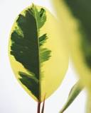Can a yellow leaf turn green again?