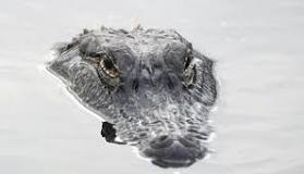 Can alligators smell period blood?