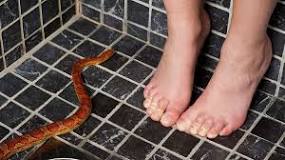 Can snakes come up through shower drains?