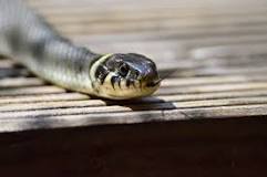 Can snakes live in septic tanks?