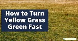 Can yellow grass turn green again?