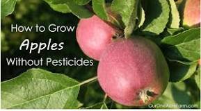 Can you grow fruit trees without spraying?