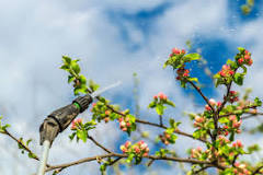 Can you spray fruit trees when in bloom?