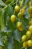 Can you spray neem oil on fruit trees?