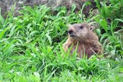 Do groundhogs destroy lawns?