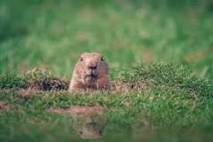 Do groundhogs have two holes?