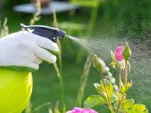 How long does insecticide last after spraying?