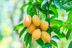 Do mango trees need lots of water?