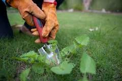 Do you pull weeds before spraying?