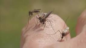 What chemical is used in mosquito foggers?