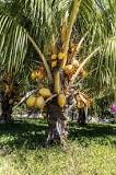 Is cow dung good for coconut trees?