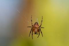 Does vinegar deter spiders?