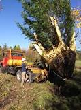 How big of a tree can you move with a tree spade?