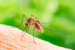How can I make my backyard mosquito free?