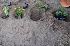 How deep do you dig to plant a plant?