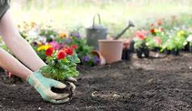 How deep do you have to dig to plant flowers?