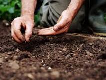 How deep should one dig when planting a seed?