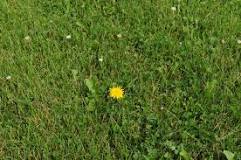How do I control weeds in my lawn?