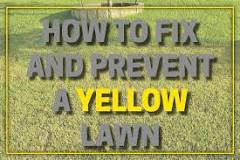 How do I fix yellow grass?