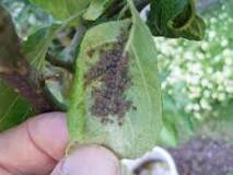 How do I keep aphids off my fruit trees?