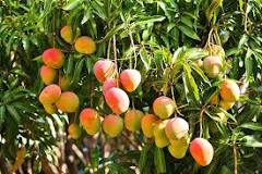 How do I protect my mango tree?