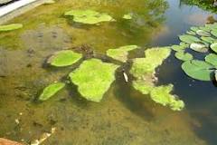 How do I stop weeds growing in my pond?