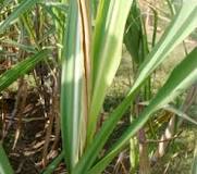 How do you control top borer in sugarcane?