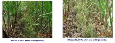 How do you control weeds in sugarcane?