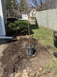 How do you dig a hole in a tree in clay soil?