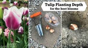 Are bulb planters worth it?