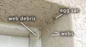 How do you get rid of spider eggs in stucco?