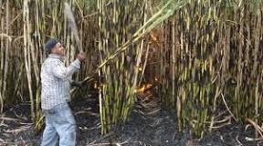 What is best fertilizer for sugarcane?
