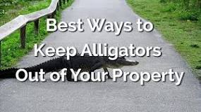 How do you keep alligators away?