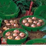 How do you plant bulbs in a bulb basket?