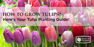 How do you plant tulips?