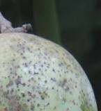 How do you prevent black spots on mangoes?