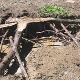 How do you remove dirt from tree roots?
