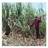 How is sugarcane harvested?