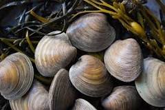 How long can clams live in a bucket of salt water?