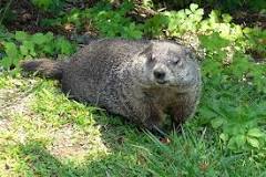 How many groundhogs live in a hole?