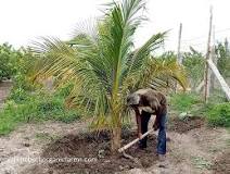 Is chicken manure good for coconut trees?