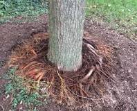 Is it OK to dig up tree roots?