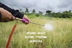 Should I cut weeds before spraying Roundup?