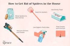 Should you get your house sprayed for spiders?